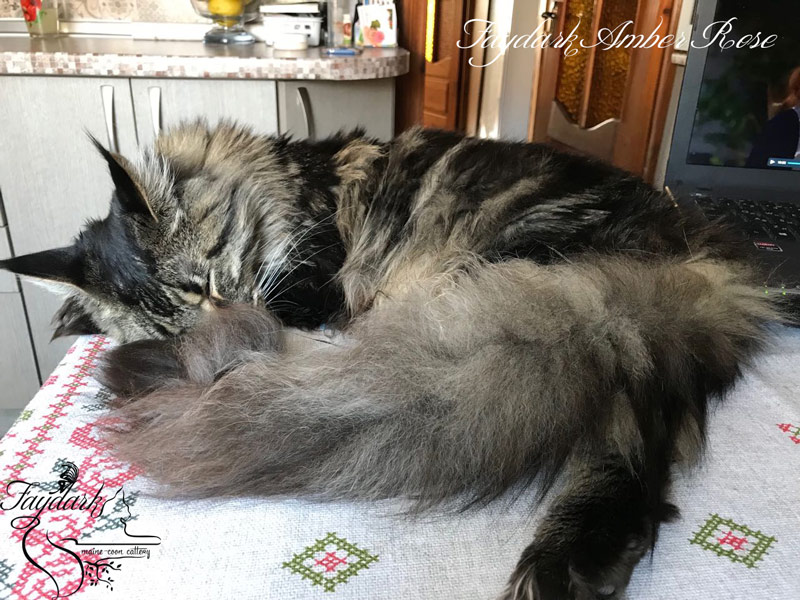 Faydark Amber Rose - Adult maine-coon 1 year