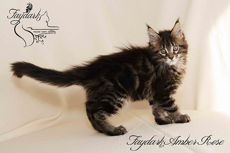 Faydark Amber Rose - Kitten maine-coon 2 months 1 week