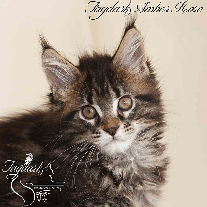 Faydark Amber Rose - Kitten maine-coon 2 months 1 week