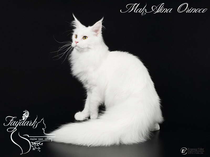 MakAlina Orinoco - Junior maine-coon 7 months