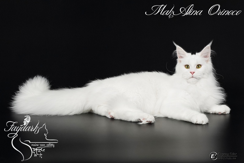 MakAlina Orinoco - Junior maine-coon 7 months