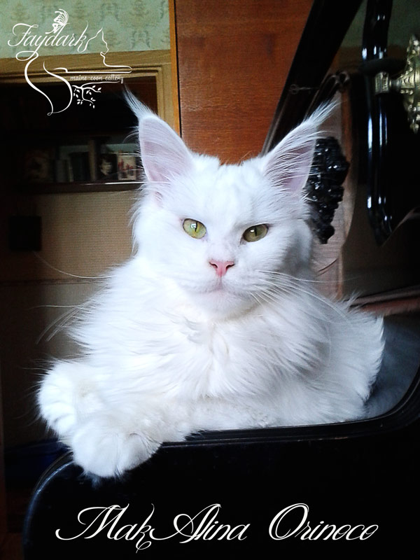 MakAlina Orinoco - Adult maine-coon 10 months