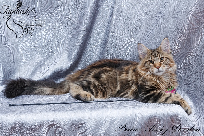 Bodiam Harley Devidson - Кошеня мейн-кун 4 місяця