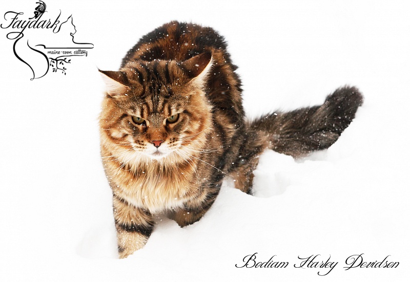 Bodiam Harley Devidson - Дорослий мейн-кун 1 рік 6 місяців