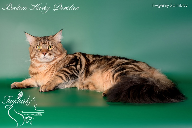 Bodiam Harley Devidson - Дорослий мейн-кун 1 рік 6 місяців