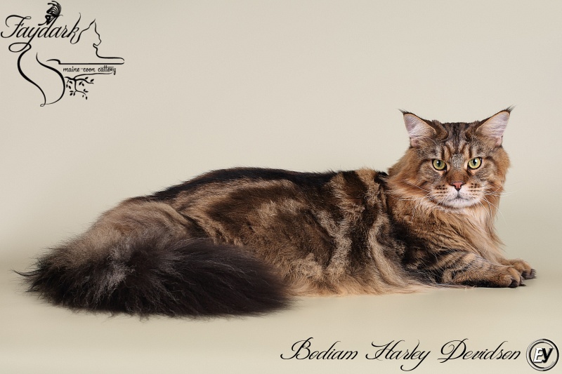 Bodiam Harley Devidson - Дорослий мейн-кун 2 роки 2 місяця