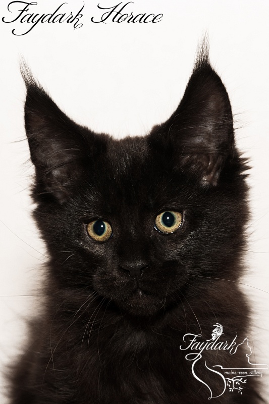 Faydark Horace - Kitten maine-coon 2 months 3 weeks