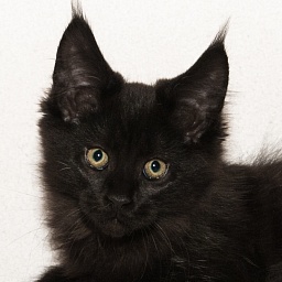 Faydark Horace