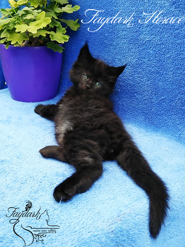 Faydark Horace - Kitten maine-coon 1 month 3 weeks