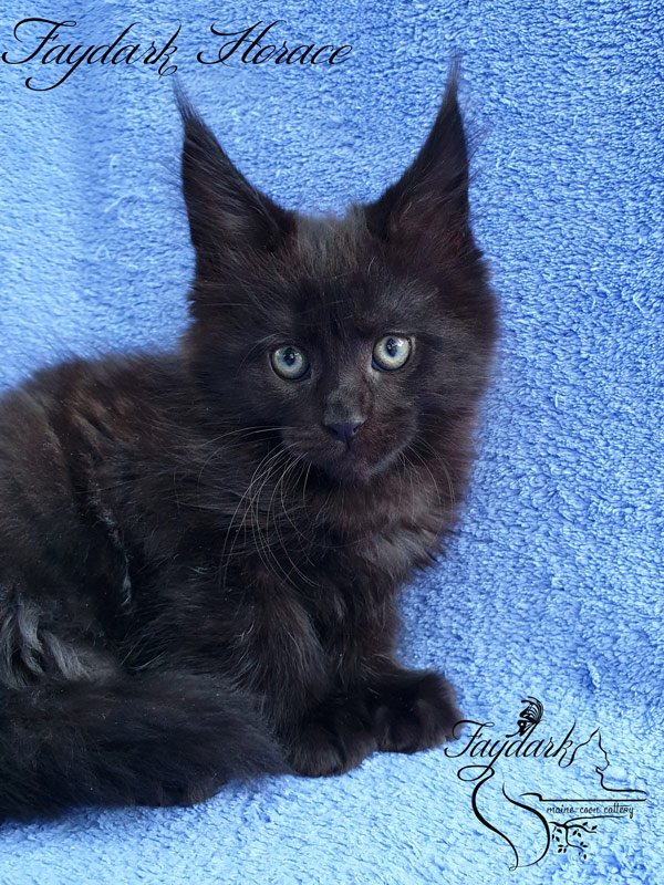 Faydark Horace - Kitten maine-coon 2 months