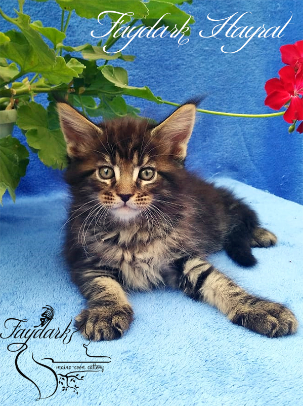 Faydark Hayrat - Kitten maine-coon 1 month 3 weeks