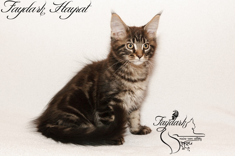 Faydark Hayrat - Kitten maine-coon 2 months 3 weeks
