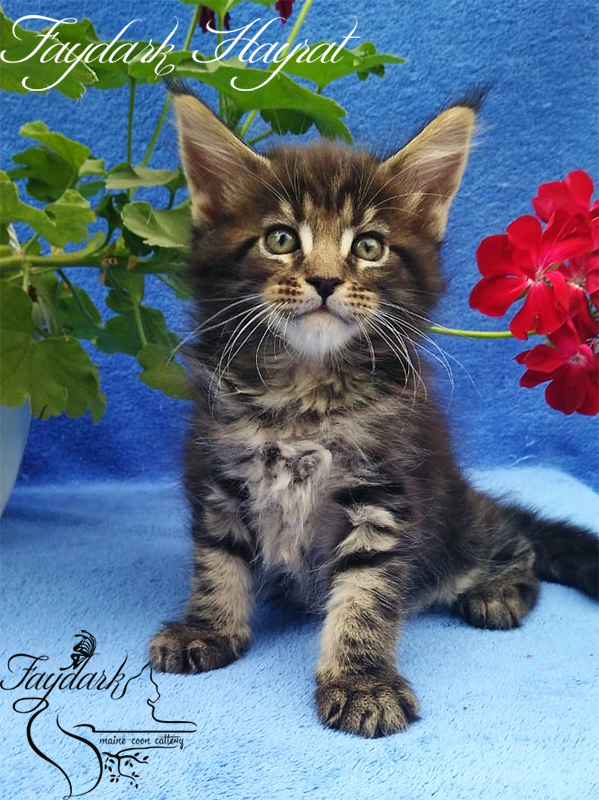 Faydark Hayrat - Kitten maine-coon 1 month 3 weeks