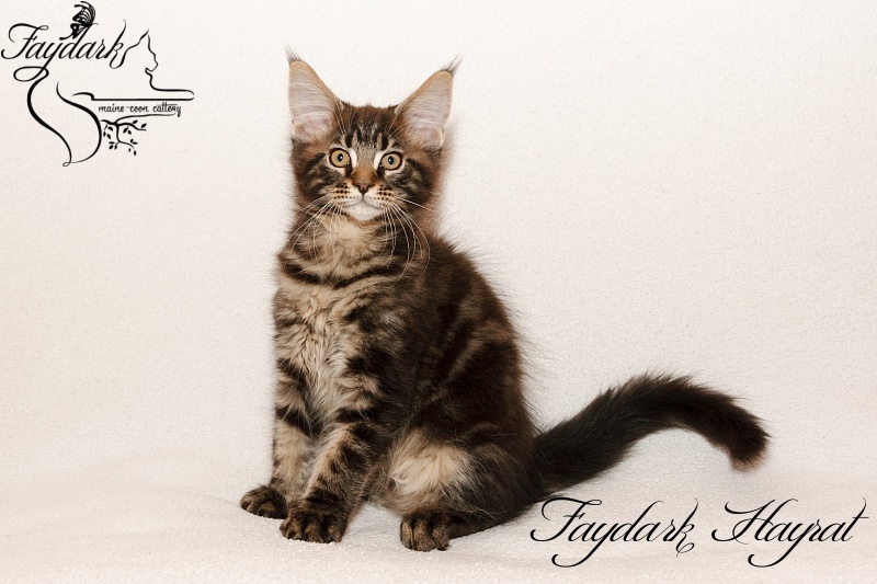 Faydark Hayrat - Kitten maine-coon 2 months 3 weeks