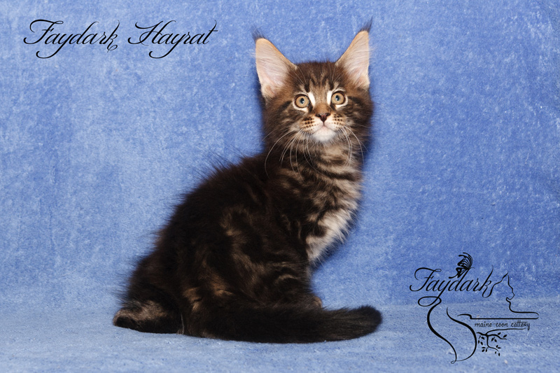 Faydark Hayrat - Kitten maine-coon 2 months