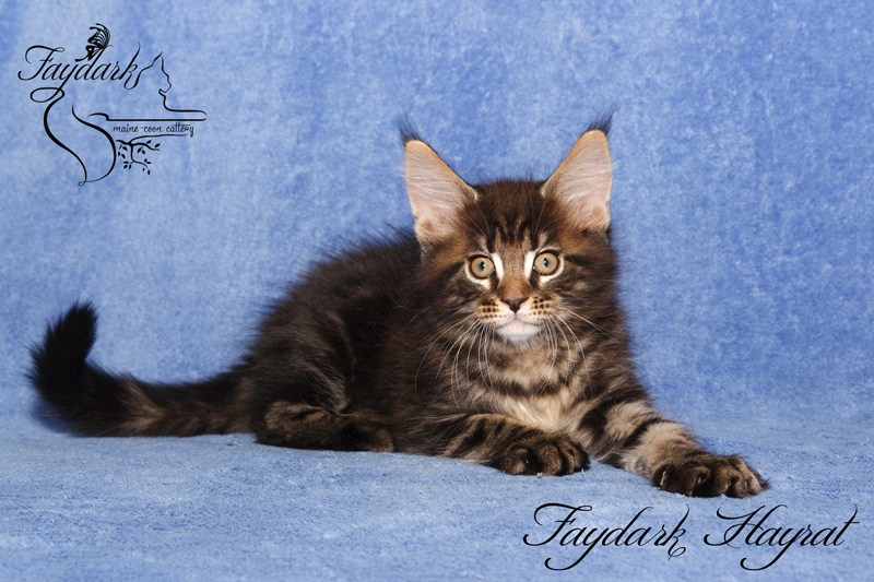 Faydark Hayrat - Kitten maine-coon 2 months