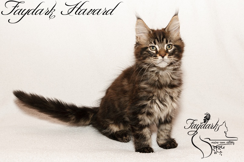 Faydark Havard - Kitten maine-coon 2 months 3 weeks