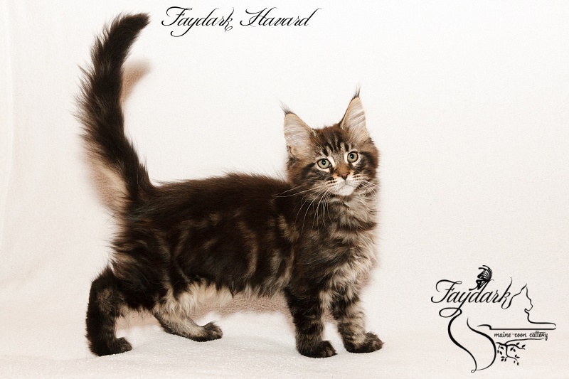 Faydark Havard - Kitten maine-coon 2 months 3 weeks