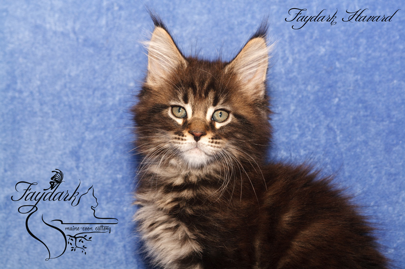 Faydark Havard - Kitten maine-coon 2 months