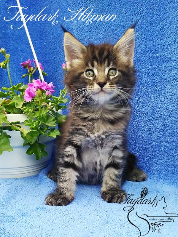 Faydark Hikman - Kitten maine-coon 1 month 3 weeks
