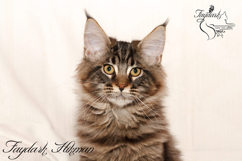 Faydark Hikman - Kitten maine-coon 4 months