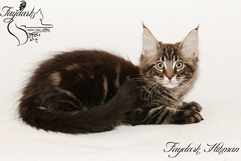 Faydark Hikman - Kitten maine-coon 2 months 3 weeks