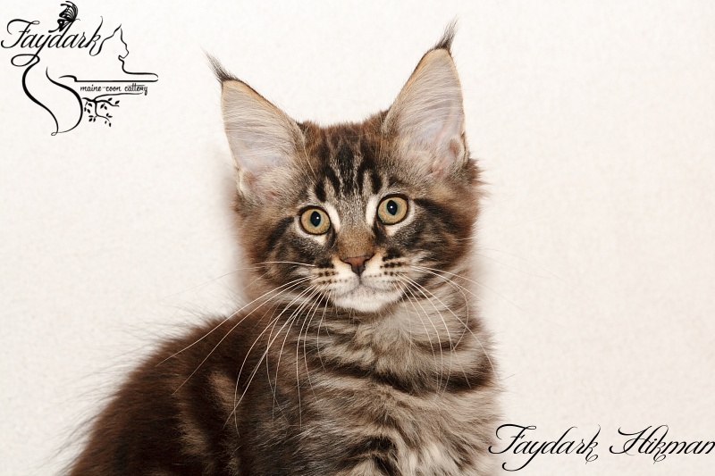 Faydark Hikman - Kitten maine-coon 2 months 3 weeks