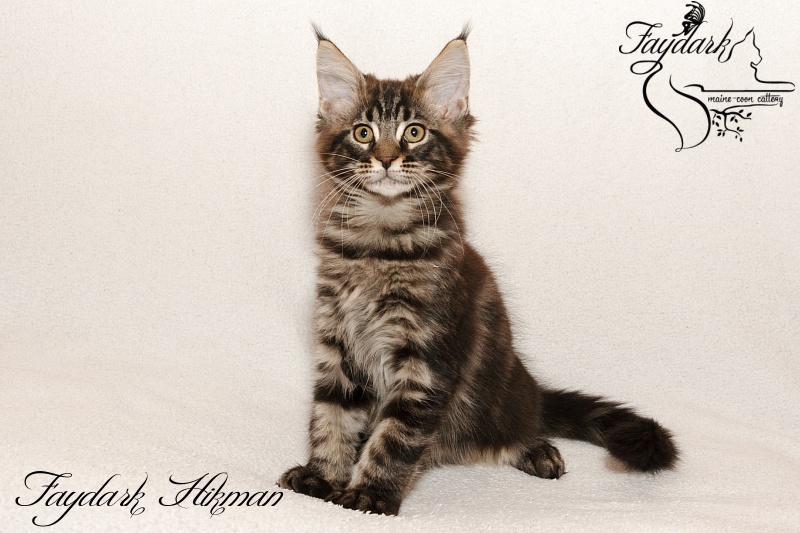 Faydark Hikman - Kitten maine-coon 2 months 3 weeks