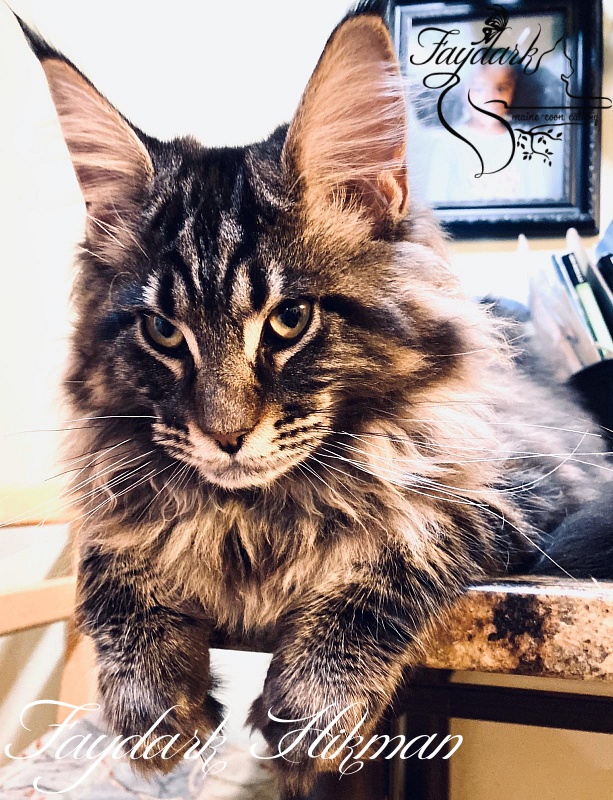 Faydark Hikman - Kitten maine-coon 5 months 1 week
