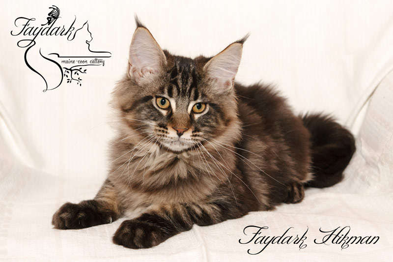 Faydark Hikman - Kitten maine-coon 4 months