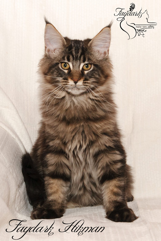 Faydark Hikman - Kitten maine-coon 4 months