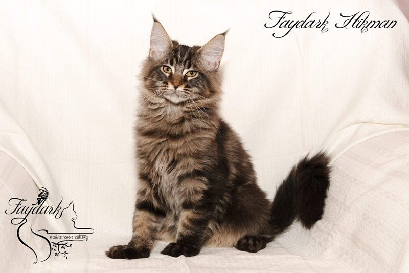 Faydark Hikman - Kitten maine-coon 4 months