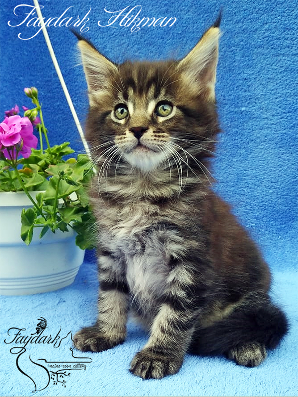 Faydark Hikman - Kitten maine-coon 1 month 3 weeks