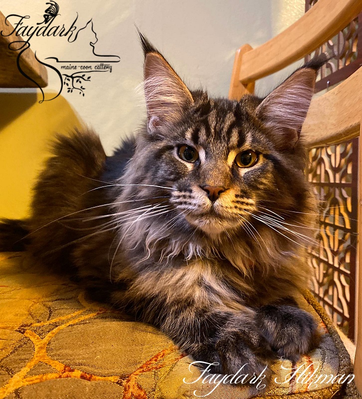 Faydark Hikman - Kitten maine-coon 5 months 1 week