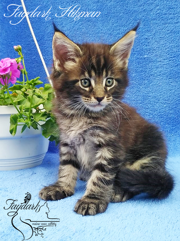 Faydark Hikman - Kitten maine-coon 1 month 3 weeks