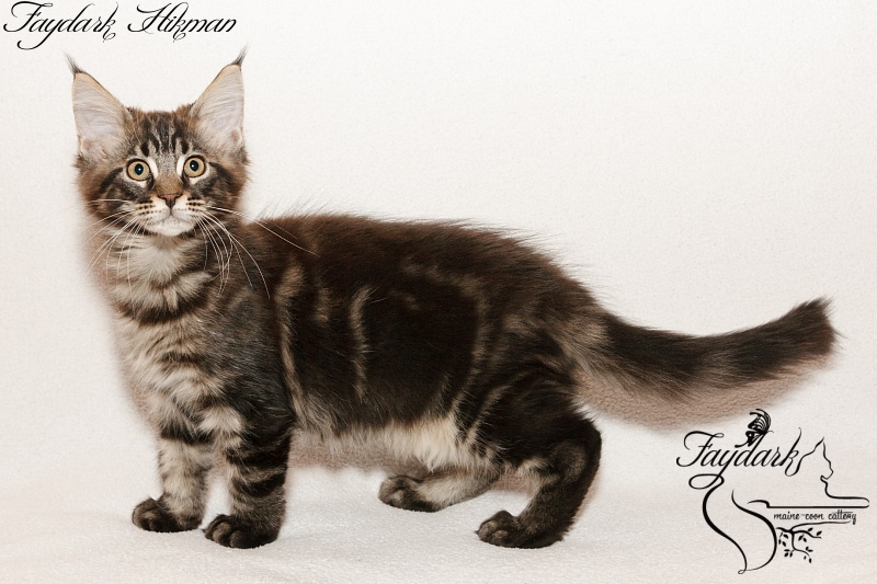 Faydark Hikman - Kitten maine-coon 2 months 3 weeks