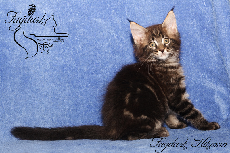 Faydark Hikman - Kitten maine-coon 2 months