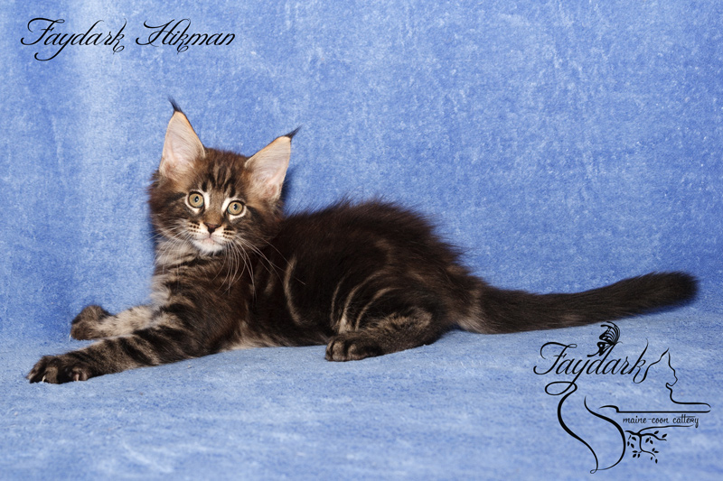 Faydark Hikman - Kitten maine-coon 2 months