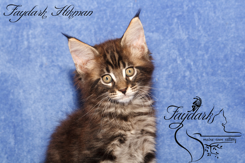 Faydark Hikman - Kitten maine-coon 2 months