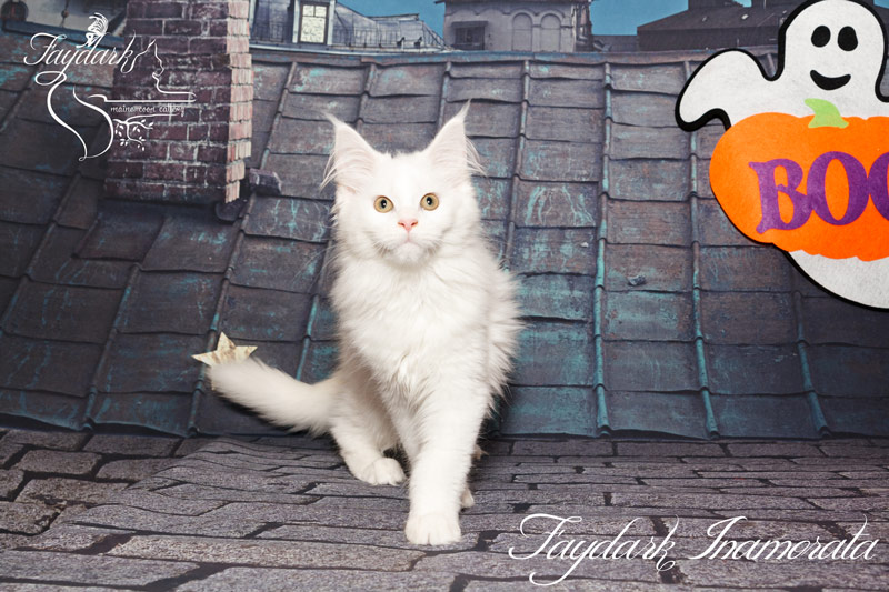 Faydark Inamorata - Kitten maine-coon 3 months