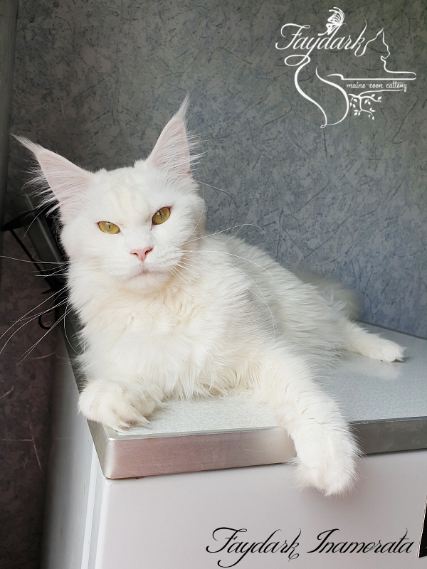 Faydark Inamorata - Adult maine-coon 10 months 2.5 weeks