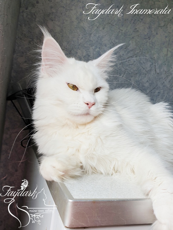 Faydark Inamorata - Adult maine-coon 10 months 2.5 weeks