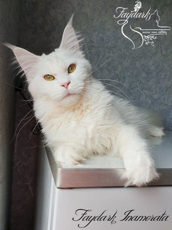 Faydark Inamorata - Adult maine-coon 10 months 2.5 weeks