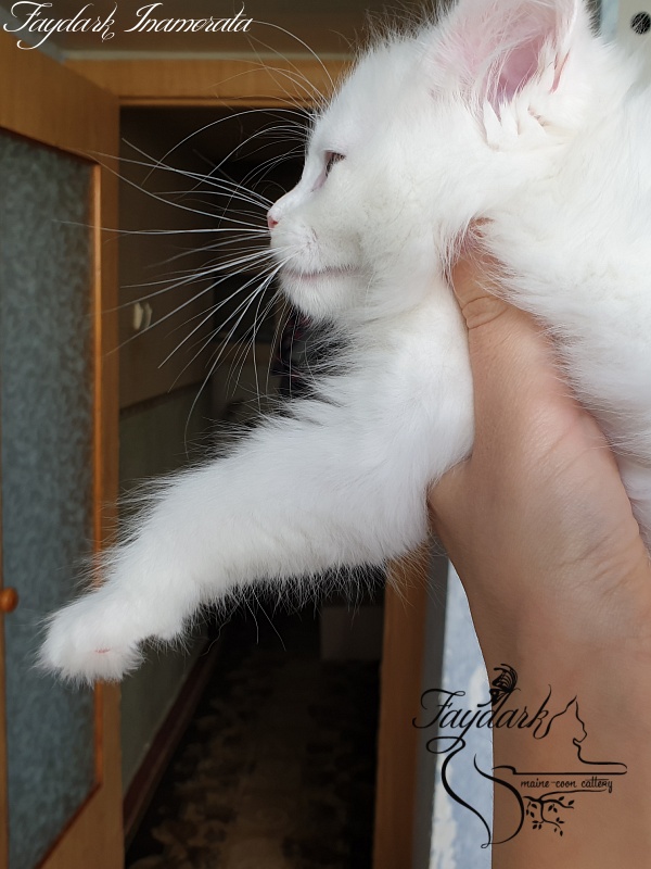 Faydark Inamorata - Kitten maine-coon 2 months