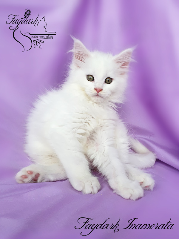 Faydark Inamorata - Kitten maine-coon 2 months