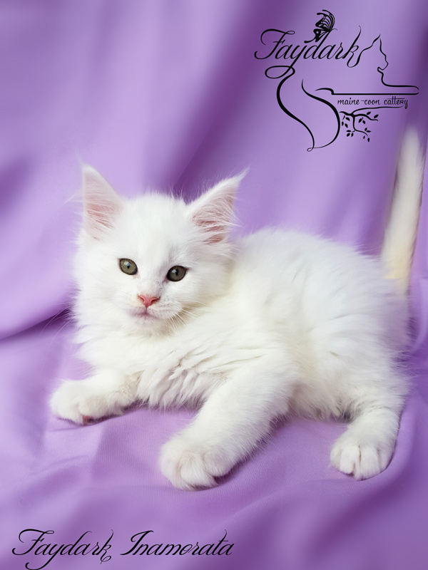 Faydark Inamorata - Kitten maine-coon 2 months