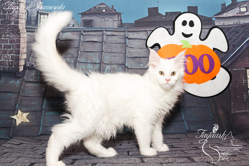 Faydark Inamorata - Kitten maine-coon 3 months