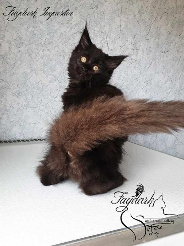 Faydark Inquisitor - Котенок мейн-кун 2,5 месяца
