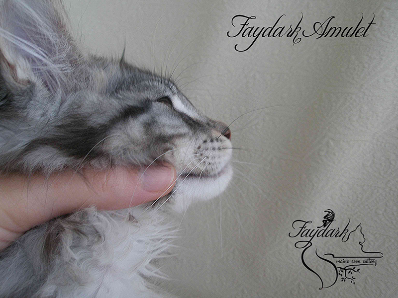 Faydark Amulet - Котенок мейн-кун 2 месяца 3 недели