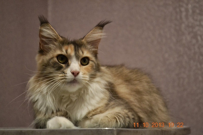 Wanda Lito-Svit - maine-coon